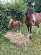 Gelding French Saddle Pony For sale 2024 Chesnut
