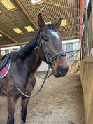 Trotteur de 8ans plein papier 