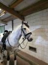 Hongre - Lusitanien - 8 ans - Dressage PSG - France