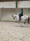 Hongre - Lusitanien - 8 ans - Dressage PSG - France