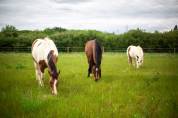 Pension chevaux en &eacute;curie active NOZAY 91