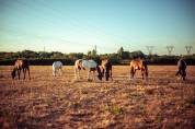 Pension chevaux en &eacute;curie active NOZAY 91