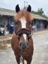 Magnifique Poney D 