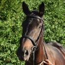 Jument AQPS pleine SF