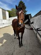 Recherche demi pension pour Rouco 13 ans 