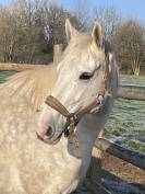 Jument AQPS de 10 ans