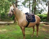 jument 7 ans palomino