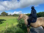 jument 7 ans palomino