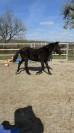Filly Origin Recorded For sale 2025 Black