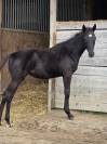 Filly Origin Recorded For sale 2025 Black