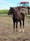 Filly Origin Recorded For sale 2025 Bay