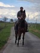 Jument maitre d'&eacute;cole loisirs
