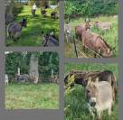 Ane miniature,  &eacute;levage en Normandie 