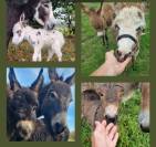 Ane miniature,  &eacute;levage en Normandie 