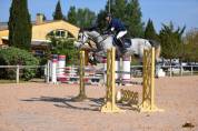 Cheval de sport, hongre, PS de 12ans