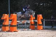 Cheval de sport, hongre, PS de 12ans