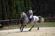 Cheval de sport, hongre, PS de 12ans