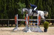 Cheval de sport, hongre, PS de 12ans