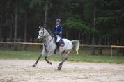 Cheval de sport, hongre, PS de 12ans