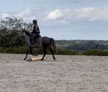 Ponette D 7 ans polyvalente