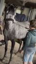 Ponette D 7 ans polyvalente