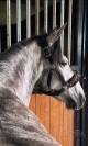 Ponette D 7 ans polyvalente