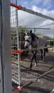 Ponette D 7 ans polyvalente