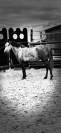 Ponette D 7 ans polyvalente