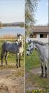 Poney de sport Connemara 2022 taille D