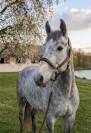 Poney de sport Connemara 2022 taille D