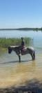 Poney de sport Connemara 2022 taille D