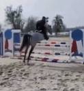 Poney de sport Connemara 2022 taille D