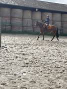 Vend Franche montagne oc 11 ans