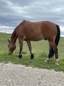 Vend Franche montagne oc 11 ans