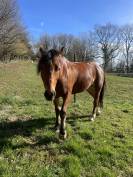 Vend Franche montagne oc 11 ans