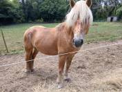 Vente Haflinger 