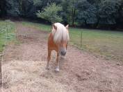 Vente Haflinger 
