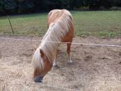 Vente Haflinger 