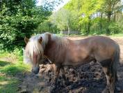 Vente Haflinger 