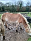 Vente jument Haflinger 