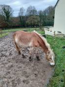 Vente jument Haflinger 
