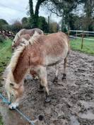 Vente jument Haflinger 