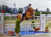 Super hongre 8 ans 1m62 id&eacute;al amateur 