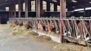 Exploitation agricole id&eacute;al &eacute;levage 102 ha