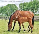 Poulini&egrave;re par CARETINO