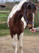 Poulain Cheval Pie OC PAINT