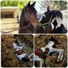 Saillie &eacute;talon pie noir homozygote OC PAINT