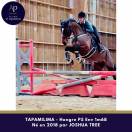 Hongre 1m65 tr&egrave;s plaisant sous la selle