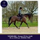 Hongre 1m65 tr&egrave;s plaisant sous la selle