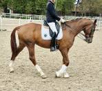 &Agrave; vendre &ndash; Hongre DWB (Danish Warmblood) - 7 ans